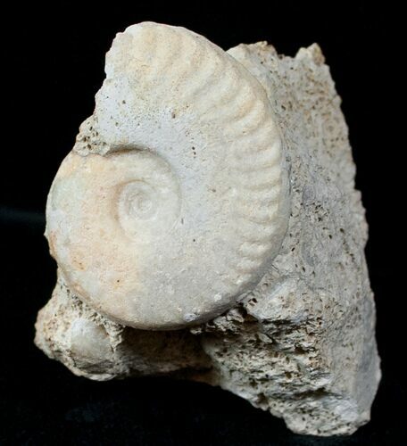 Hecticoceras Ammonite - Montreuil-Bellay, France #13302